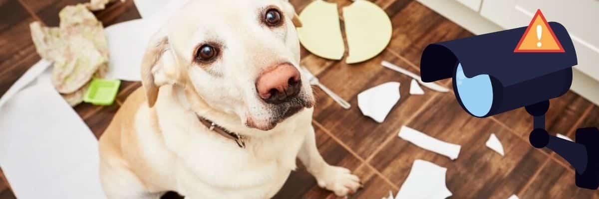 Gracias a las CÁMARAS DE SEGURIDAD de su casa, DESCUBRIÓ lo que hace su PERRO cuando se queda SOLO!
